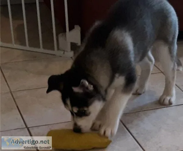 Siberian husky puppies