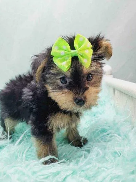 Kim - Female Teacup Yorkshire Terrier Puppy