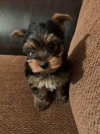 LOVE YORKIE PUPPIES