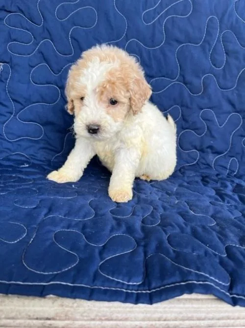 Sammy Mini Goldendoodle