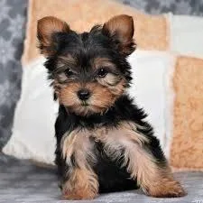 AFFECTIONATE YORKIE PUPPIES