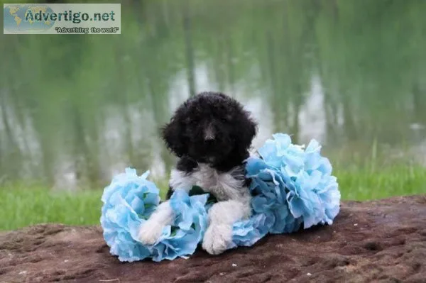 Chip Ahoy Sheepadoodle
