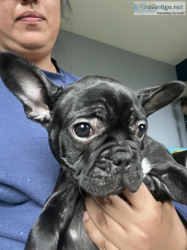 French bulldog puppies