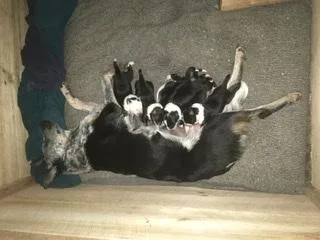 Border Collie x Blueheeler puppies