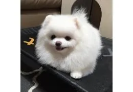 Amazing Male and female Pomeranian puppies....