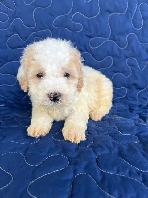 Charley mini goldendoodle
