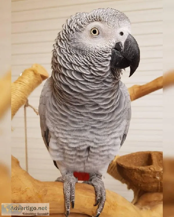 African grey parrots