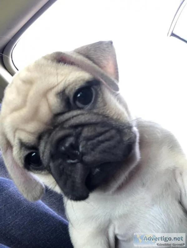 Pug puppies and adults available