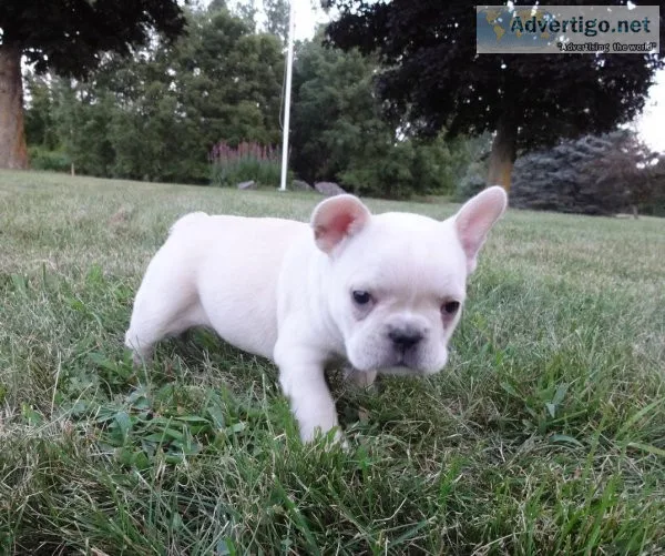 Frenchton and French Bulldog for Rehoming