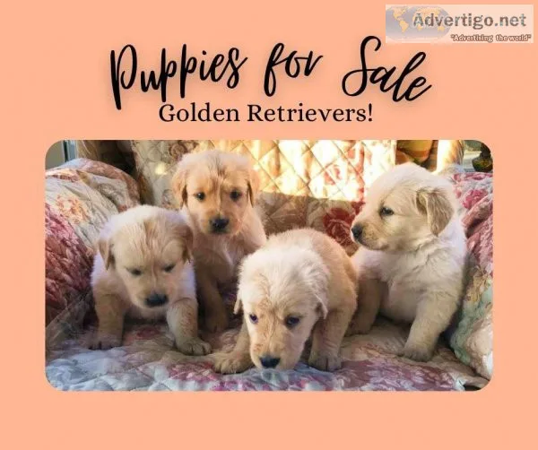Golden Retriever Puppies