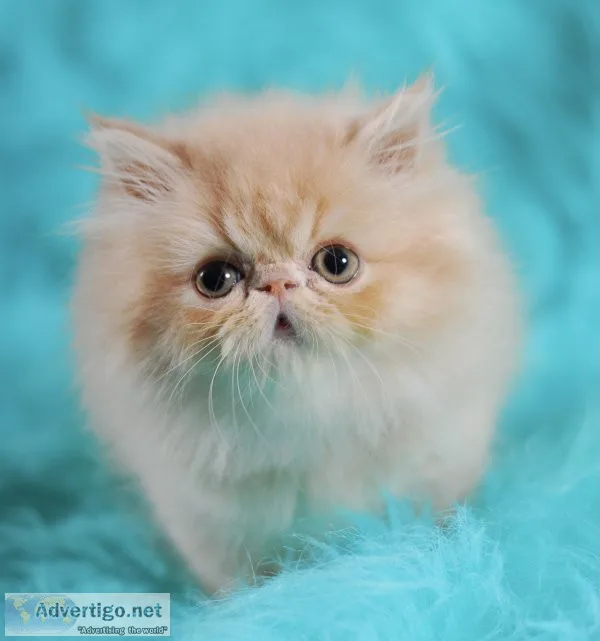 Persian kittens for sale