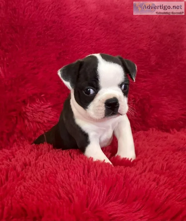 Boston Terrier Puppies