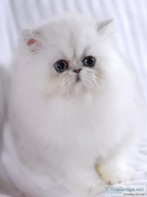 Persian kittens for sale