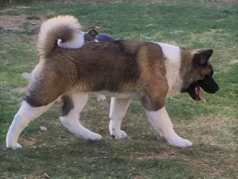 Akita AKC 5 mo male 18 BEST in Show in his pedigree house traine