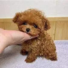 cute poodle puppies