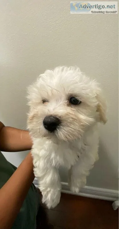 Maltipoo puppy s
