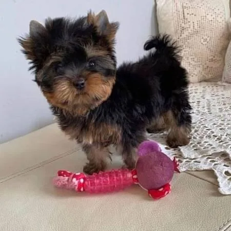 TWO YORKIE PUPPIES FOR ADOPTION