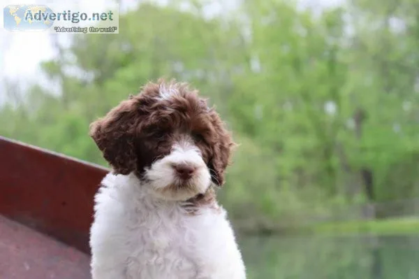 Buttercup Sheepadoodle