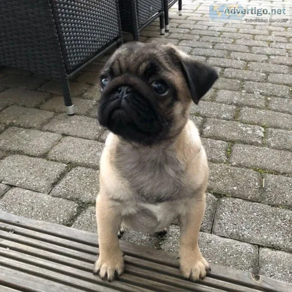 Now available Pug puppies for re-homing
