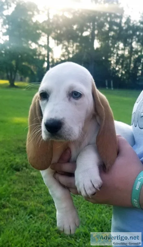 Basset Hound puppies