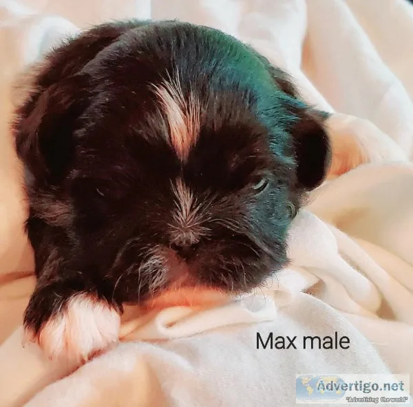 Pekingese Puppies