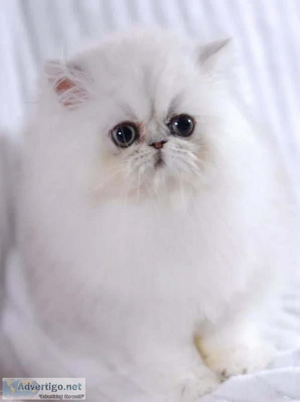 Silver chinchilla Persian kittens
