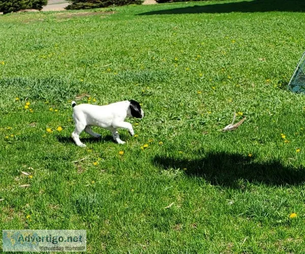 German Shorthair Pointer puppy