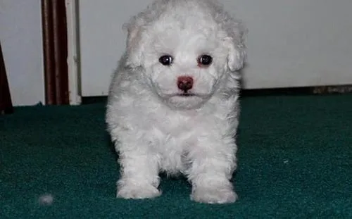 Charming Bichon Frise Puppies Available.
