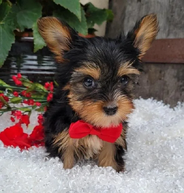 PURE YORKIE PUPPIES