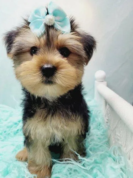 Keegan - Female Teacup Yorkshire Terrier Puppy