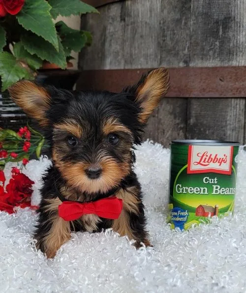 HOME LOVE YORKIE PUPPIES