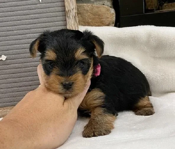 CUTE YORKIE PUPPIES