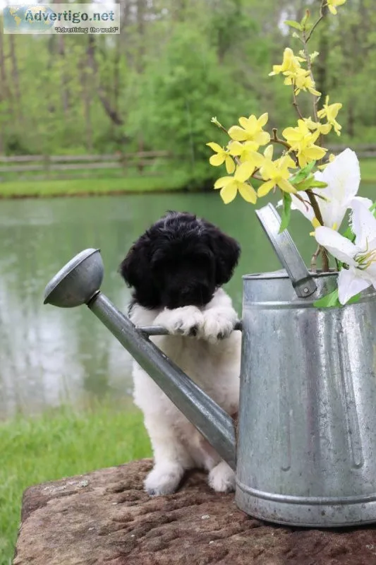 Twix Sheepadoodle