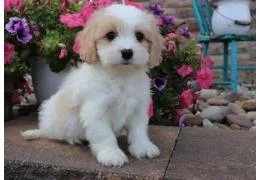 Cavachon Puppies