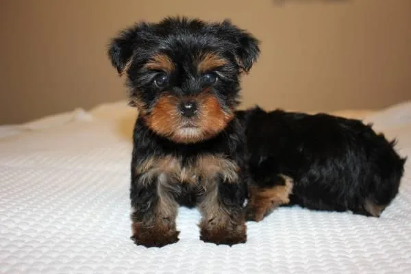 CUTE YORKIE PUPS FOR ADOPTION
