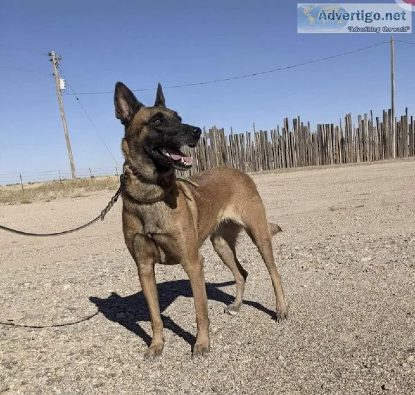 Female Belgian Malinois