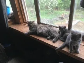 Maine coon kittens