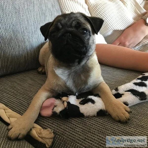 Now available Pug puppies for re-homing