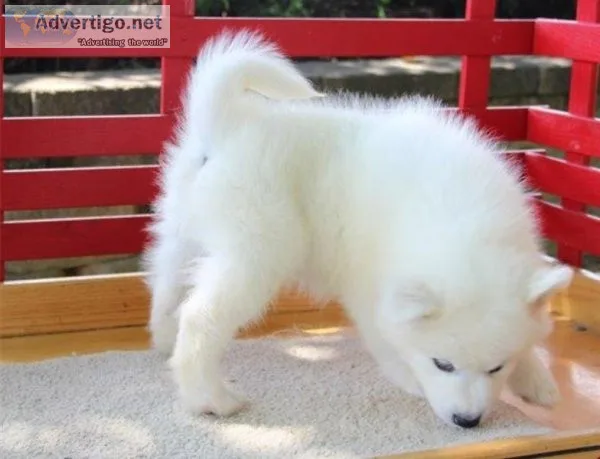 Young Samoyed puppy