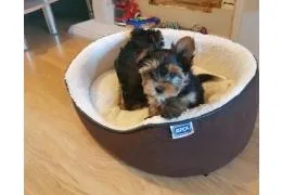 Teacup Yorkie puppies for sale......
