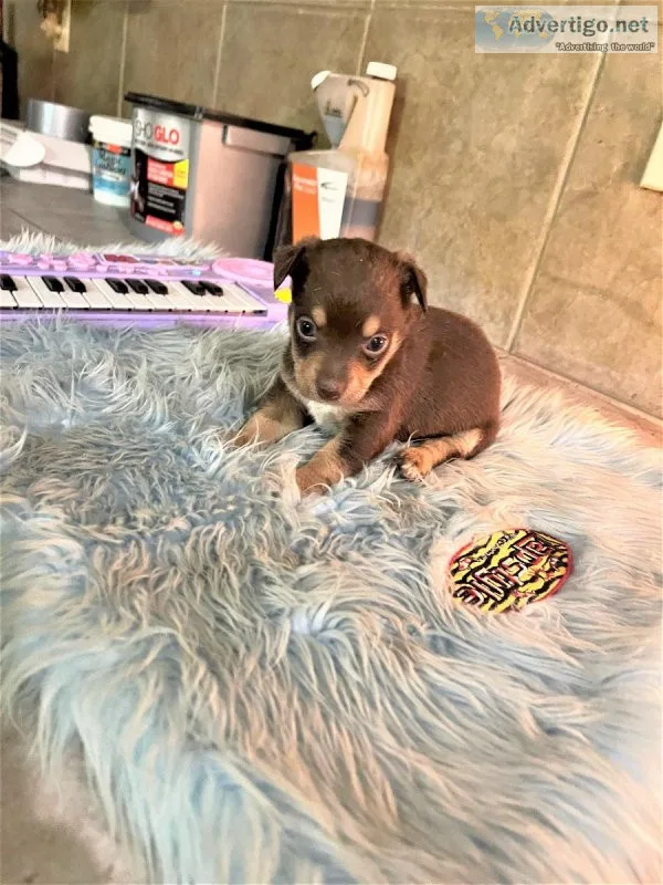 Registered Chihweenie puppies