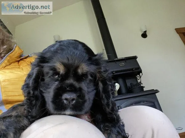 Cocker Spaniel Puppies