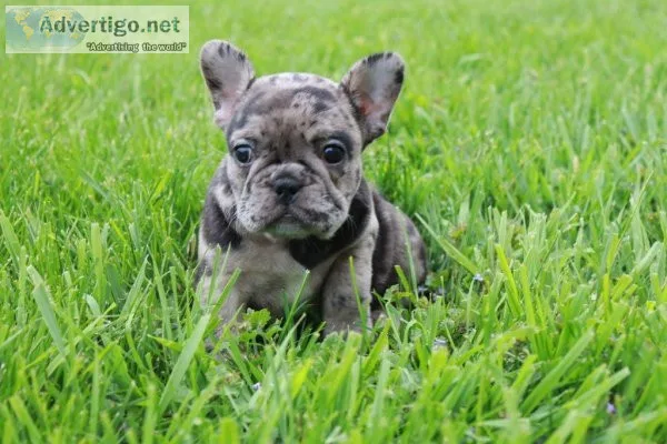Carrie french bulldog