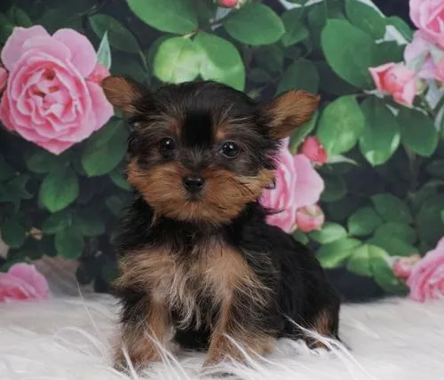 KID FRIENDLY YORKIE PUPPIES