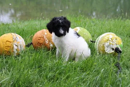 Buckeye Sheepadoodle