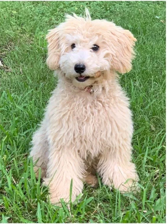 Apricot Female Toy Poodle DOB 121521