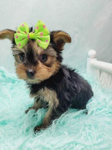 Kassandra - Female Teacup Yorkshire Terrier Puppy