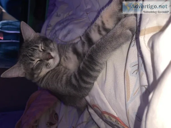 Male Cats for Sale