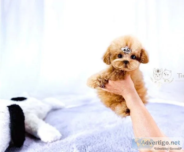 Friendly Toy Poodle Puppy..