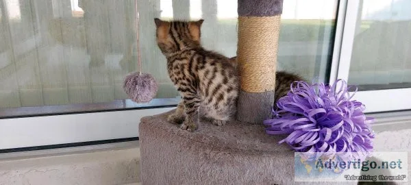 Adorable Bengal